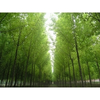 生態旅游項目使用林地可行性報告需要的資料和內容